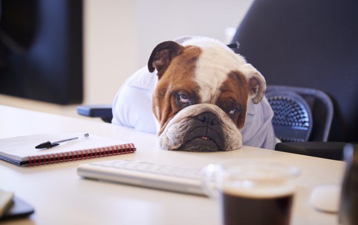 Le museau d'un chien bulldog british affalé tristement sur un bureau