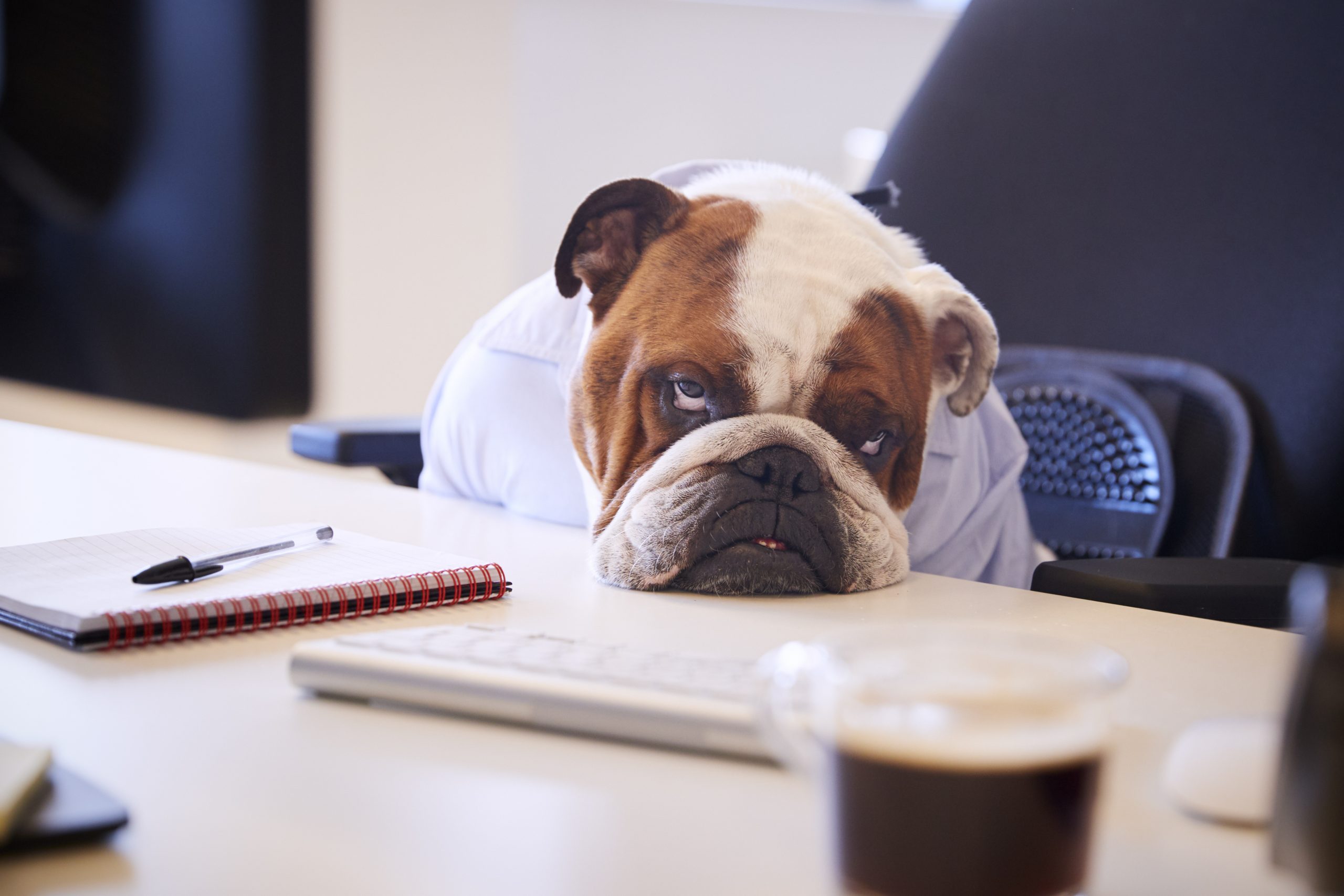 Le museau d'un chien bulldog british affalé tristement sur un bureau